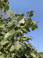 Image de Cordia myxa L.