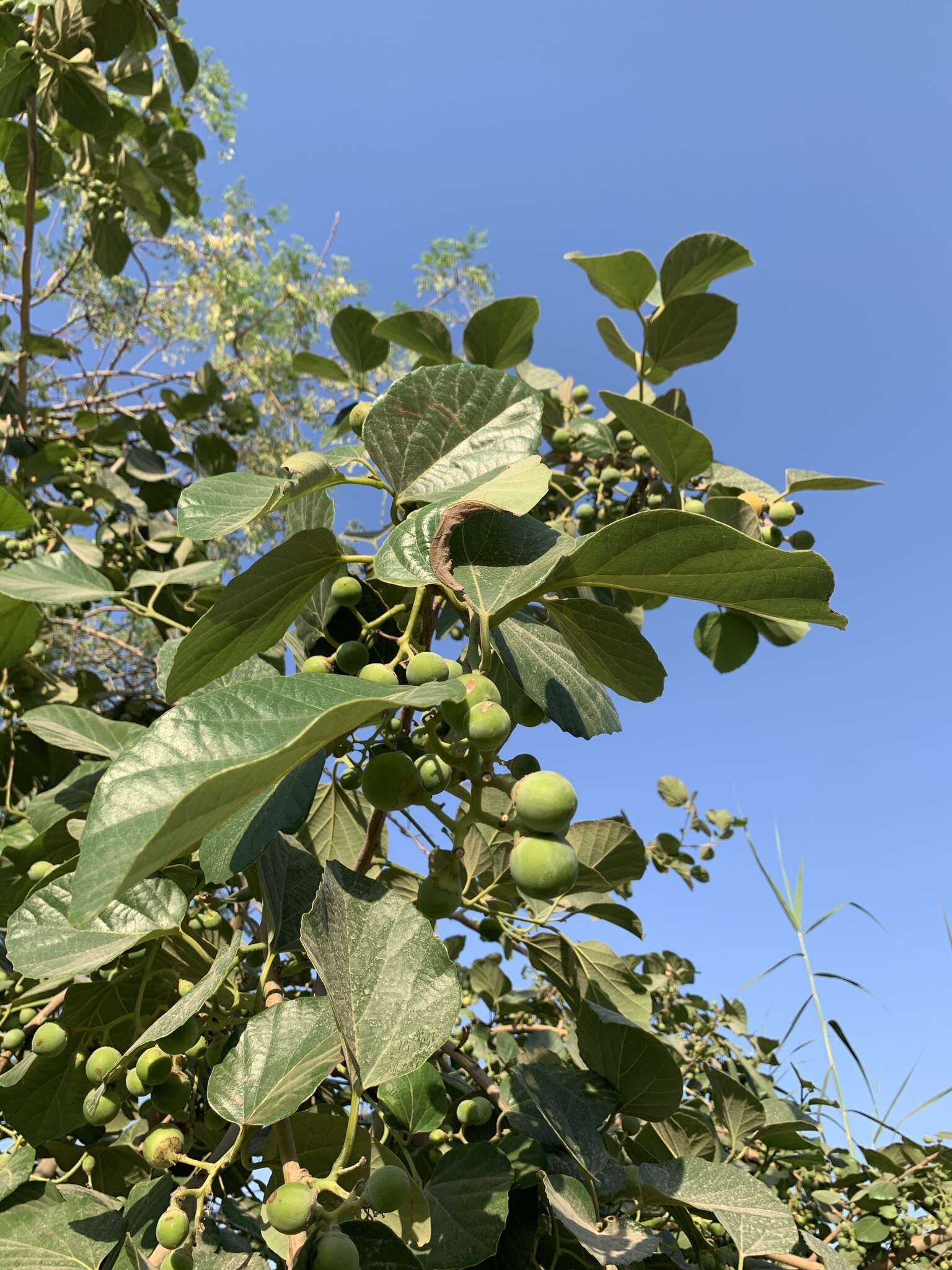 Image of Assyrian plum