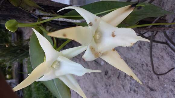 Imagem de Angraecum sesquipedale Thouars