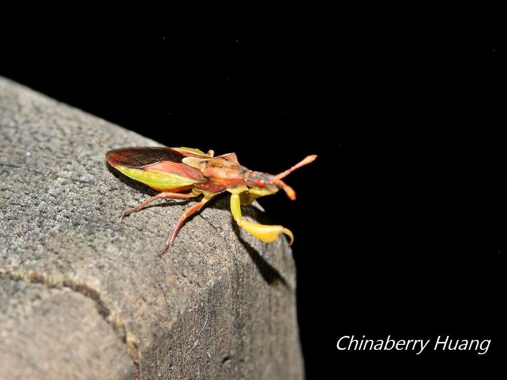 Plancia ëd Cnizocoris dimorphus Maa & Lin 1956