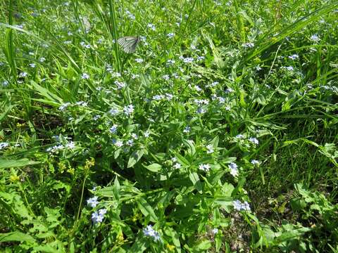 Imagem de Myosotis laxa subsp. cespitosa (C. F. Schultz) Nordh.