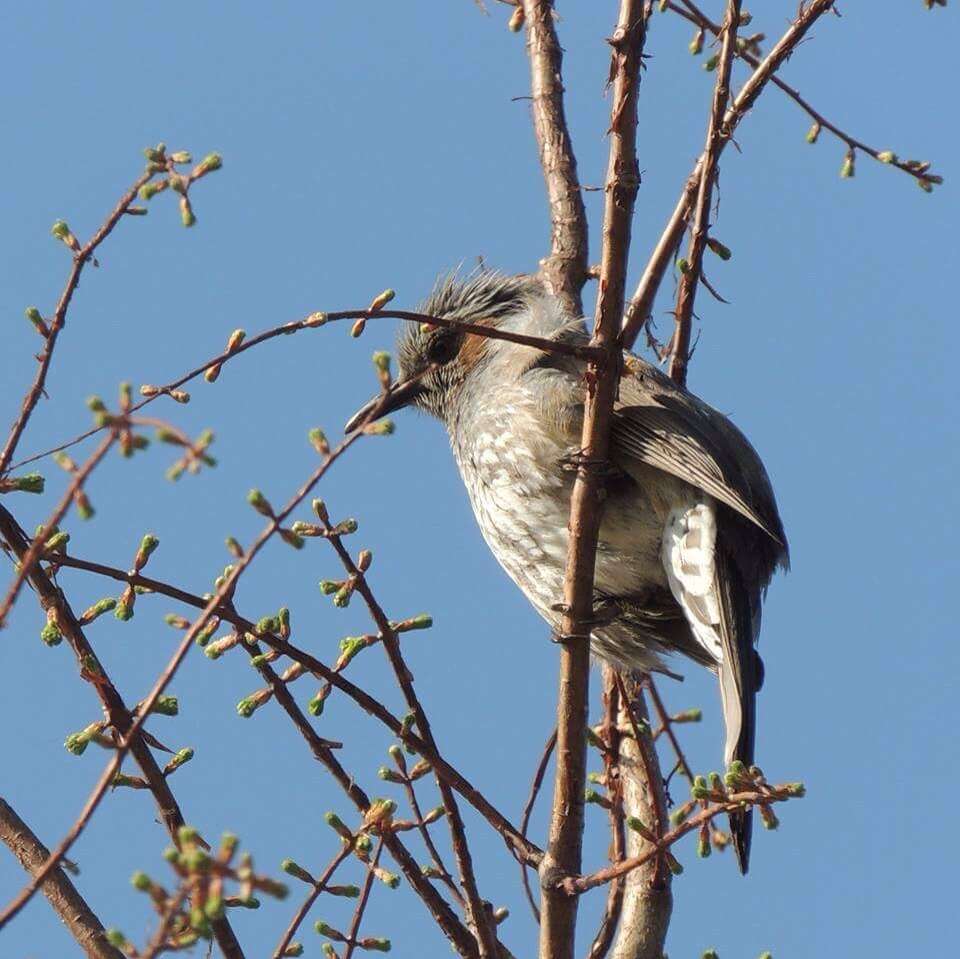 Image of Brown-eared Bulbul