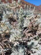 Imagem de Artemisia gorgonum Webb