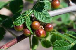 Image de Bursera palmeri S. Wats.