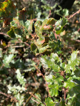 Image of hybrid oak