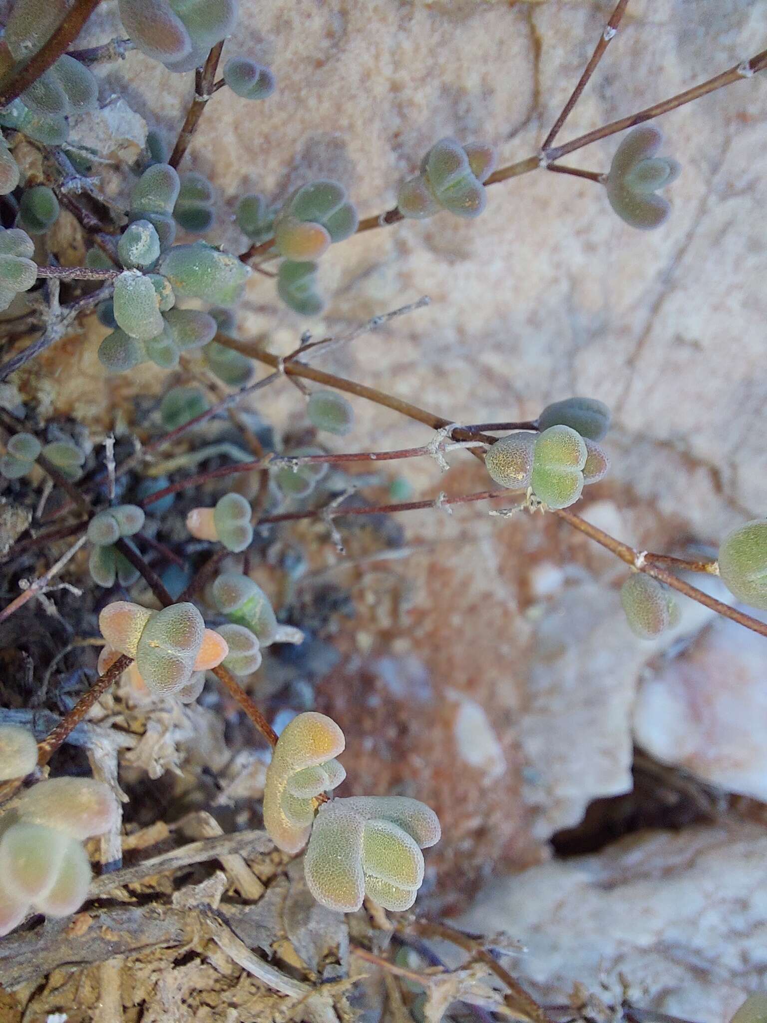 Imagem de Drosanthemum curtophyllum L. Bol.