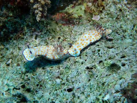 Image de Hypselodoris pulchella (Rüppell & Leuckart 1830)