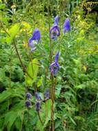 Image of Aconitum volubile Pall.