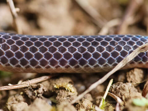 Image of Red-headed Reed Snake