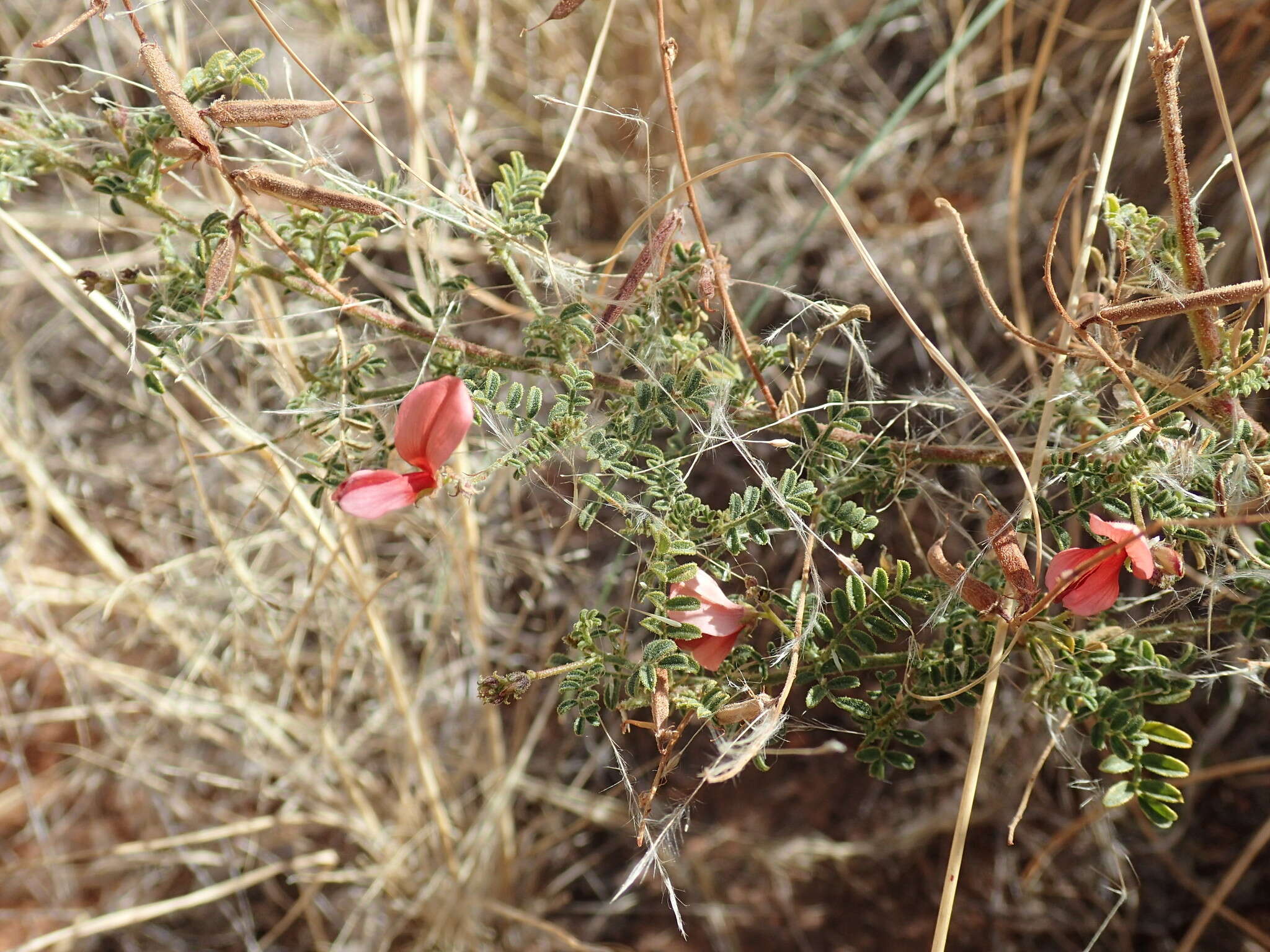 Слика од Indigofera heterotricha DC.