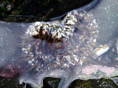 Image of Sand anemone