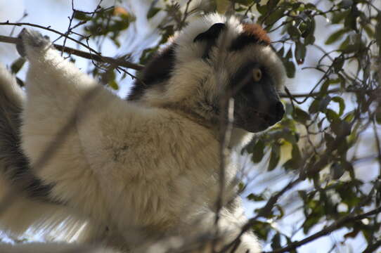 Image of Verreaux's Sifaka