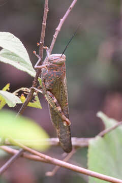 صورة Anacridium flavescens (Fabricius 1793)