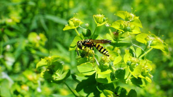 Image of Philanthus crabroniformis F. Smith 1856