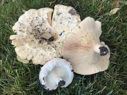 Image of Downy milkcap