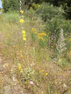 Image of Verbascum undulatum Lam.