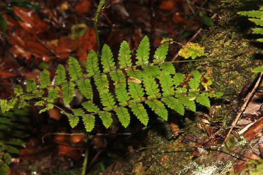 Arthropteris monocarpa (Cordem.) C. Chr. resmi