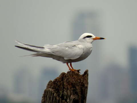 Image of Snowy-crowned Tern