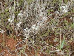 Image of Salvia officinalis subsp. lavandulifolia (Vahl) Gams