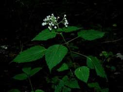 Image of Ageratina roanensis