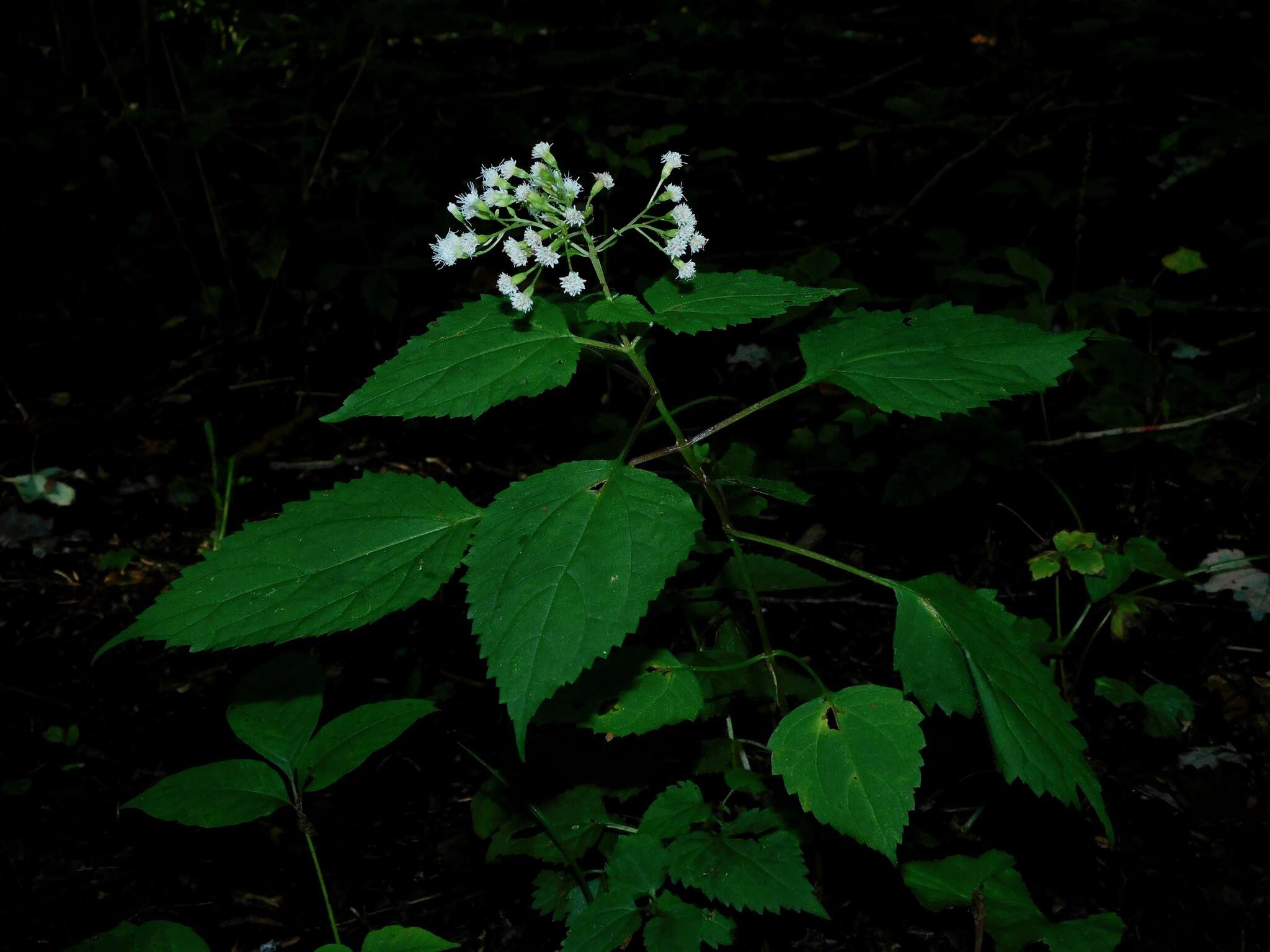 Image of Ageratina roanensis