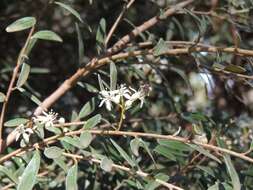 Plancia ëd Lasioglossum callomelittinum (Cockerell 1910)