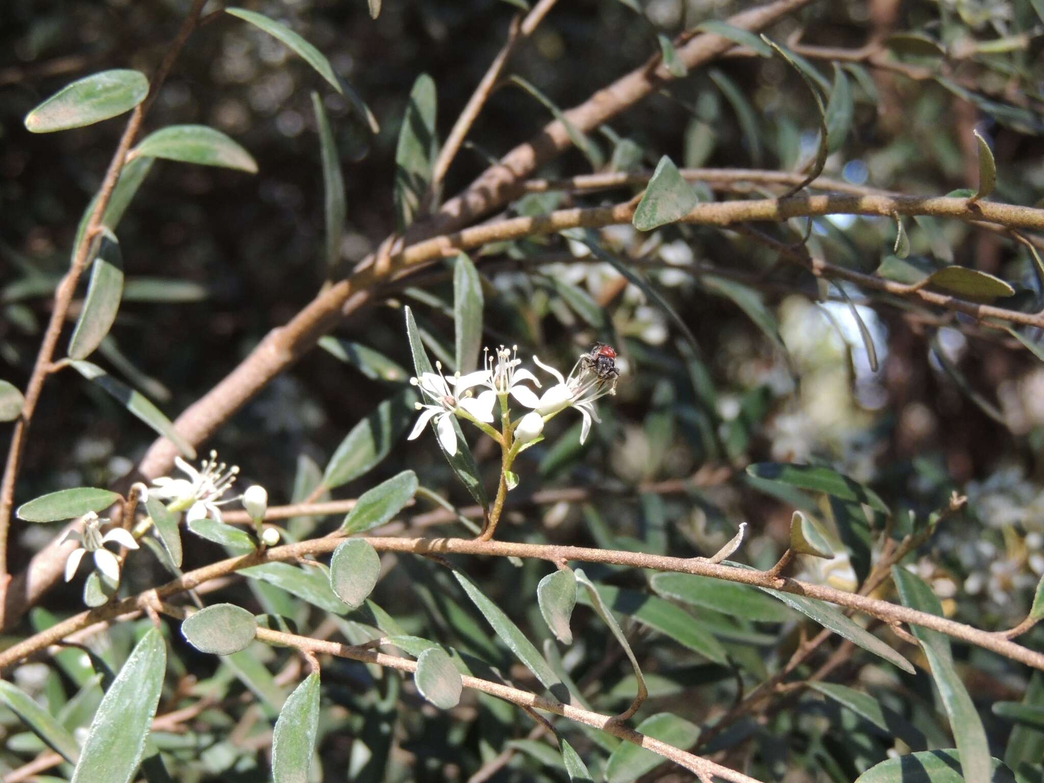 Lasioglossum callomelittinum (Cockerell 1910)的圖片