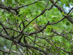 Image of Icterine Warbler