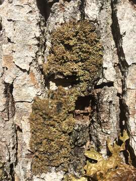 Image of fringed lichen