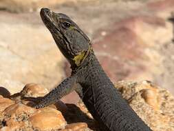 Image of False girdled lizards