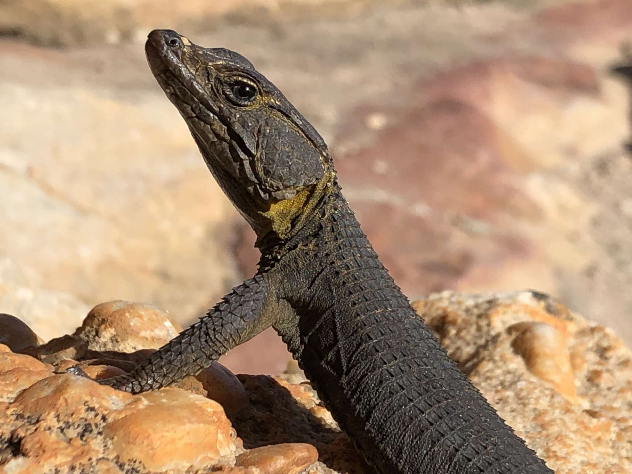 Image of False girdled lizards