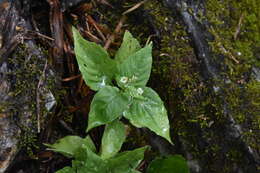 Image of small enchanter's nightshade