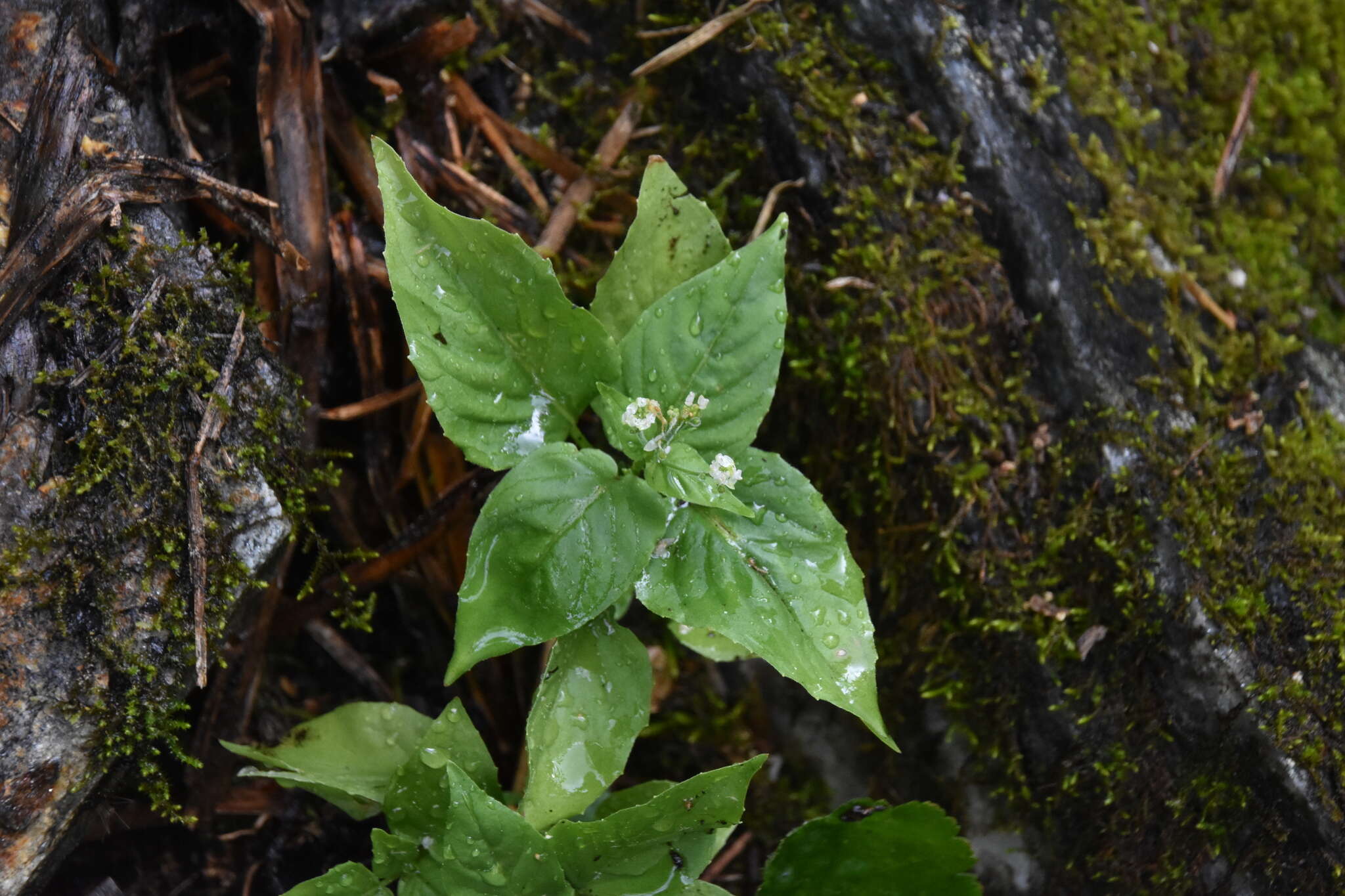 Image of small enchanter's nightshade