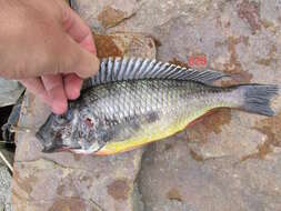 Image of Limnotilapia