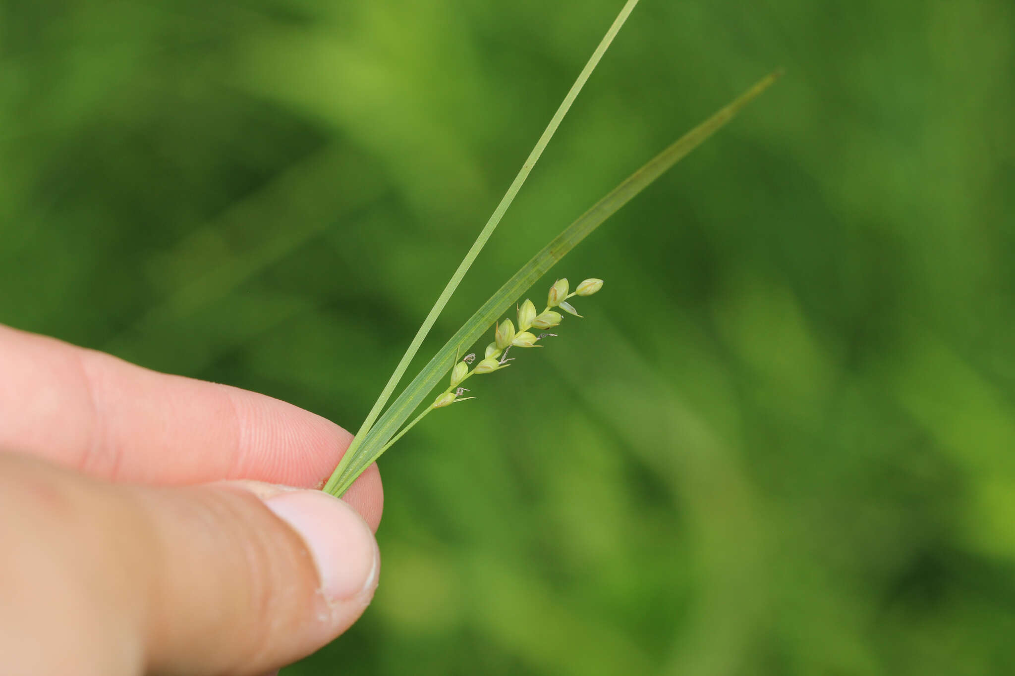 Image of rigid sedge