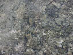 Image of Checkered Puffer