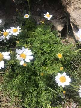 صورة Tripleurospermum maritimum (L.) Koch