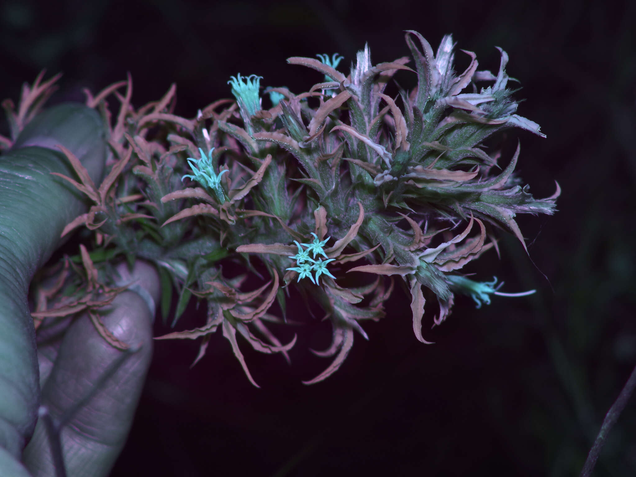 Image of Liatris bridgesii (Mayfield) G. L. Nesom