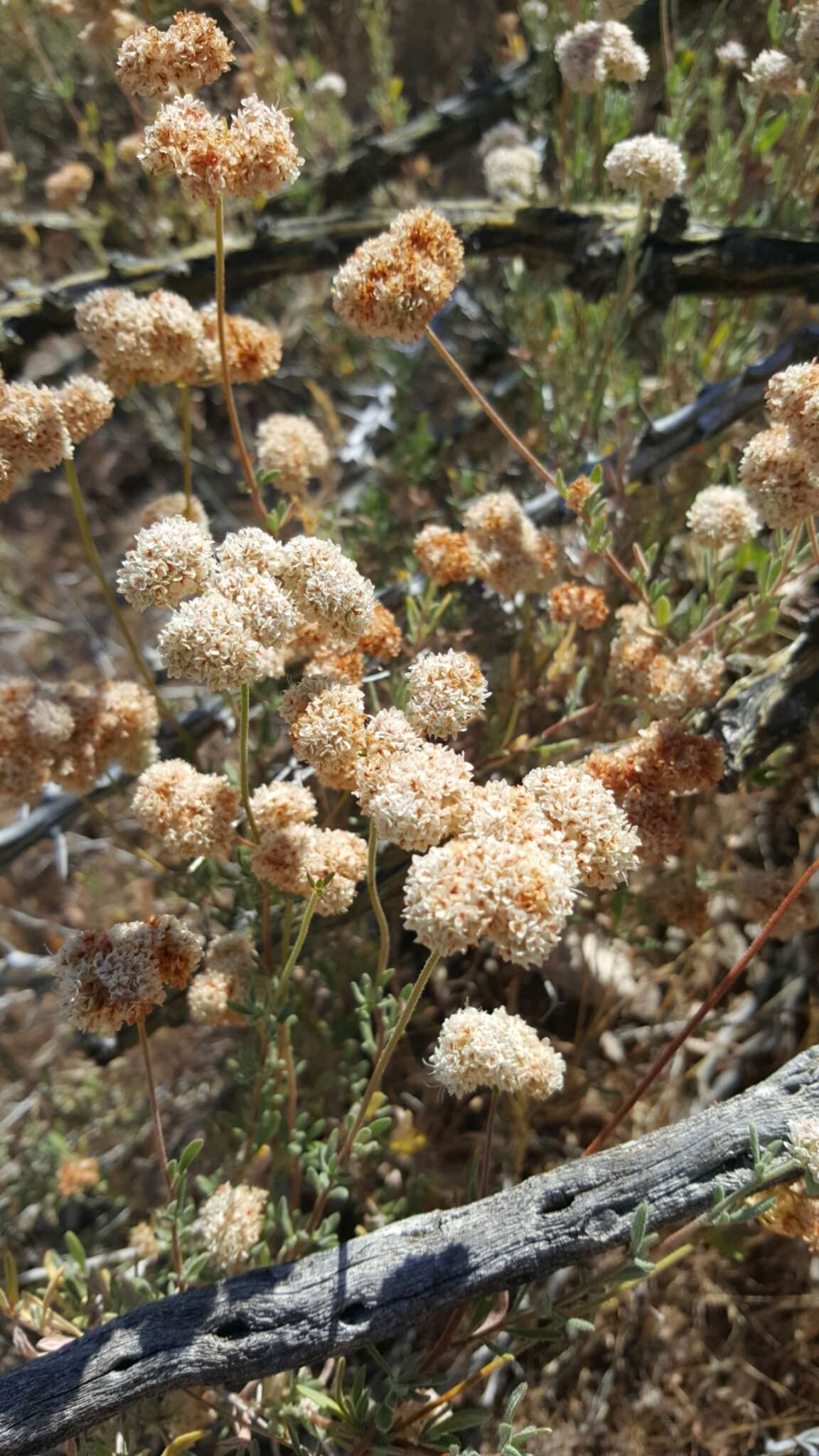 Imagem de Eriogonum fasciculatum var. polifolium (Benth.) Torrey & A. Gray