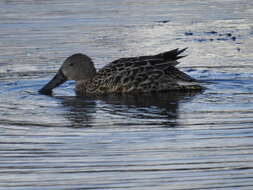 Image of Red Shoveler