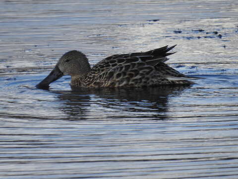 صورة Spatula platalea (Vieillot 1816)