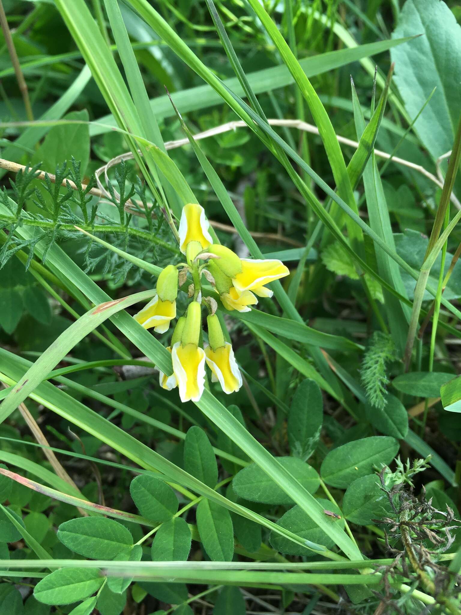 Image of tundra milkvetch