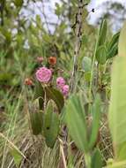 Kalmia angustifolia subsp. carolina (Small) A. Haines的圖片