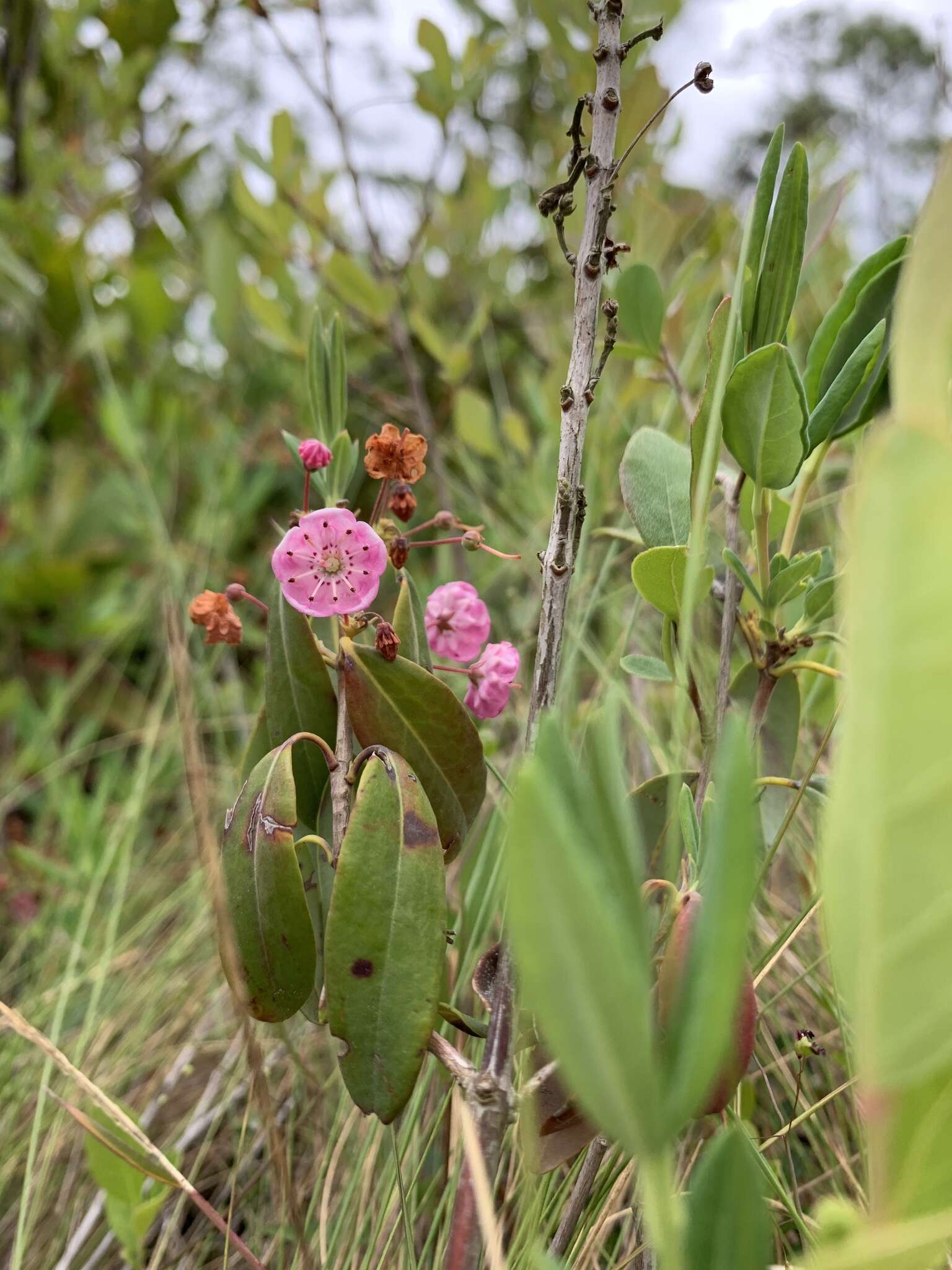 Kalmia angustifolia subsp. carolina (Small) A. Haines的圖片