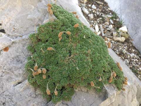 Image of mat rockspirea