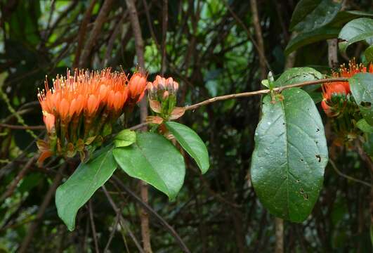 Sivun Combretum grandiflorum G. Don kuva