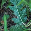 Image of Cnidoscolus albomaculatus (Pax) I. M. Johnst.