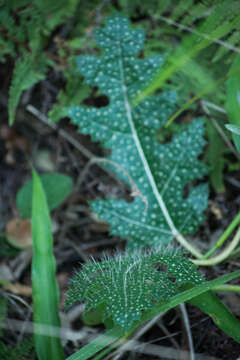 Image of Cnidoscolus albomaculatus (Pax) I. M. Johnst.