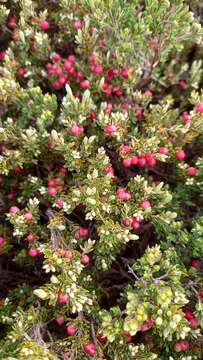 Image of Acrothamnus montanus (R. Br.) Quinn