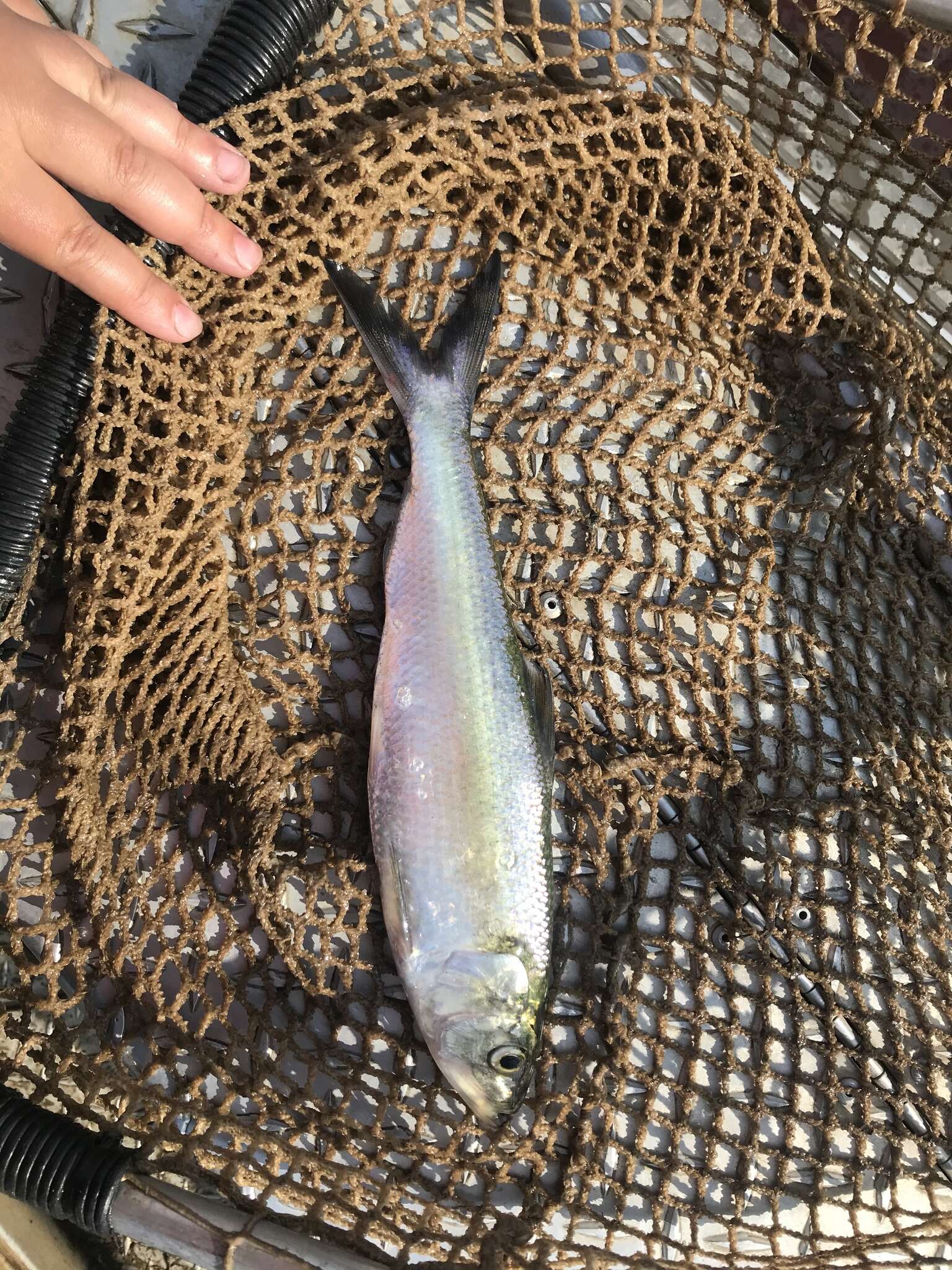 Image of Skipjack Herring